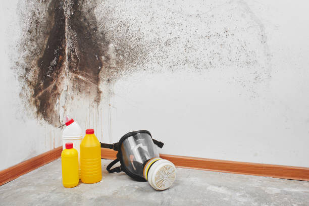 Best Insurance-Related Mold Remediation in USA